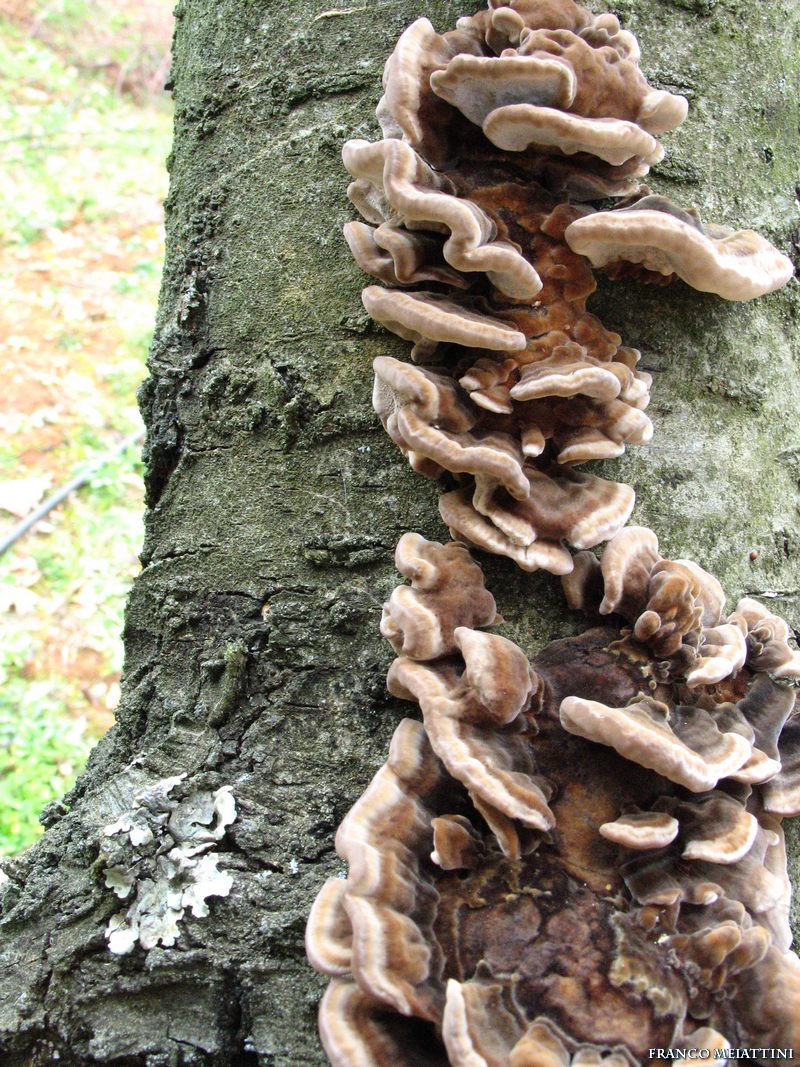 Trametes (Trametes versicolor)